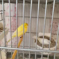 قناری|پرنده|اراک, |دیوار