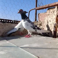 کبوتر دوره گوباش