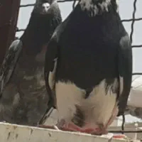 کفتر خوب عالی خوش خال پرشی تعدادی جوجه