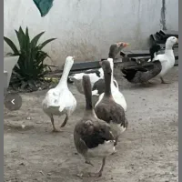 فروش غاز بالغ