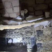 کفتر طوقی پاک|پرنده|قائن, |دیوار