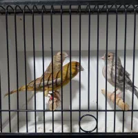 قناری آگات زیتونی