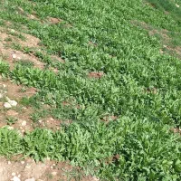 کار تیغ زدن و جم کردن