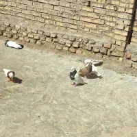 ۱۷عددرنگی دوری|پرنده|شوشتر, |دیوار