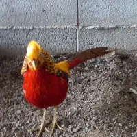 فروش طاووس و پرنده زینتی|پرنده|تهران, خلیج فارس|دیوار