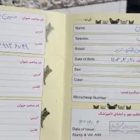 سگ پاکوتاه باشناسنامه وواکسن خورده