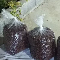 خرما خاصویی ۱۵۰ کارتن