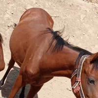 اسب ترکمن|اسب و تجهیزات اسب‌سواری|سنندج, |دیوار