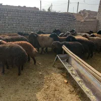 بره و بزغاله چاق سالم سالم هروزنی|حیوانات مزرعه|ساوه, |دیوار