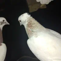 فروش طوقی.|پرنده|کوار, |دیوار