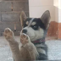 واگذاری توله هاسکی