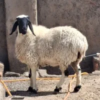 گوسفند دورگ هیکلی پرشیر زه دومش آبست لنگ 3تای