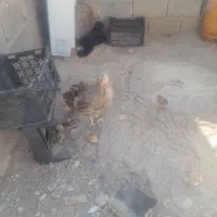 فروش دوعددمرغ باجوجه|حیوانات مزرعه|لنده, |دیوار