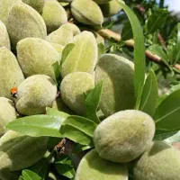 پیش فروش نهال بادام مامایی رقم سنگی|خدمات باغبانی و درختکاری|فرخ‌شهر, |دیوار