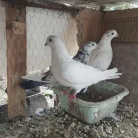 کفتر|پرنده|اصفهان, شهریار|دیوار