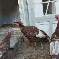 بوقلمون بورین