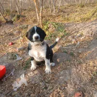 توله سگ|سگ|سلفچگان, |دیوار