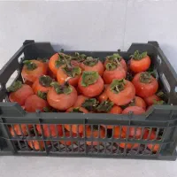 خرمالو