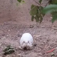 فروش یک عدد خرگوش لپ نژاد دار .