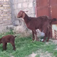 یکساله قرمز زاییده بزغاله اش نر شانزده هشتصد