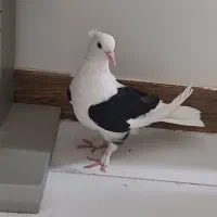 کبوتر پشت دار مشکی پاپر کاکل دار