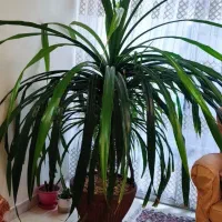 گل پاندانوس غول پیکر