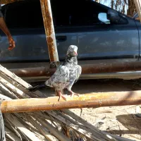 کبوتر پاکستانی ساعت بالا|پرنده|رویدر, |دیوار