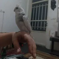 عروس هلندی و طوطی برزیلی