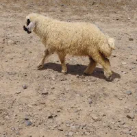 میش|حیوانات مزرعه|فردوس (خراسان), |دیوار