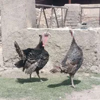 بقلمون برنز ماده کرچ جوان حدود یک ساله
