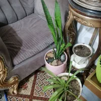 گل اپارتمانی|گل و گیاه طبیعی|چهاردانگه (تهران), |دیوار