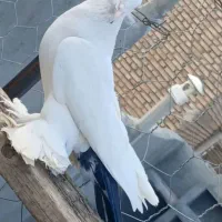 لوتی دم سیاه