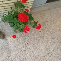 یه واحد ۷۰متری یه خواب مستقل