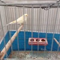 قناری ماده سوپر