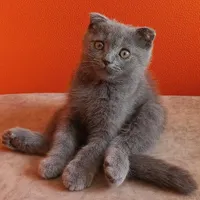 بچه گربه اسکاتیش اصیل