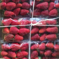 تا این آگهی رو ندیدی، گلخانه توت‌فرنگی نزن