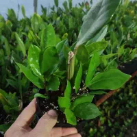 گل زامیفولیا زامفولیا زیر قیمت|گل و گیاه طبیعی|بابل, |دیوار