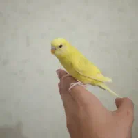 مرغ عشق|پرنده|اردبیل, |دیوار