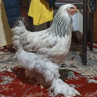 مرغ و خروس ب ر ه م ا