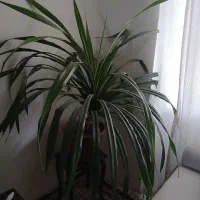 گل اپاندادوس یا یک چیزی مثل اون