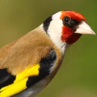 سهره