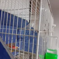 قناری سفید نر