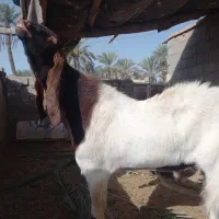 چوش پاکستانی وبزسانن