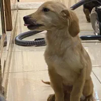 گلدن رتریور دارچینی|سگ|اردبیل, |دیوار