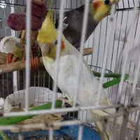 طوطی عروس،هلندی و لوتینو