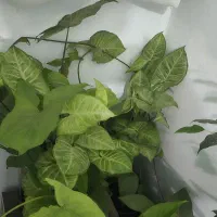 قلمه پتوس و سانسوریا پر ریشه پتوس