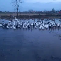 اردک ۳ ماهه نر و ماده