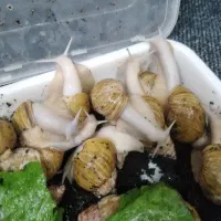 حلزون البینو تخم گذار.