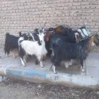 ۱۲ راس بز آبستن سنگین داشتی(میش بره)|حیوانات مزرعه|تهران, آبشار|دیوار