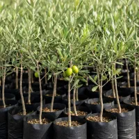 نهال زیتون الک ترکیه با تخفیف ویژه  ارسال فوری